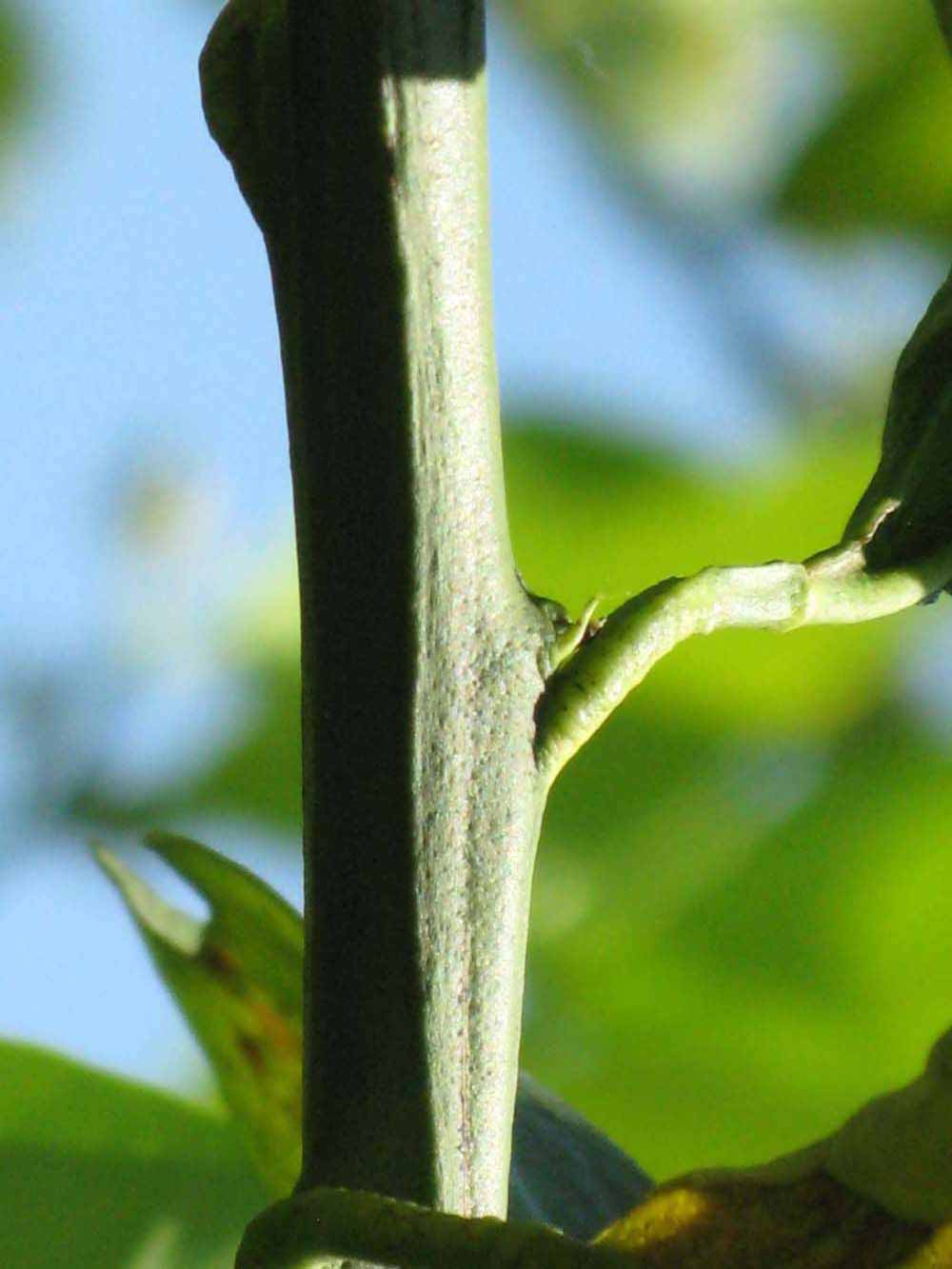            First year twig (Winter Haven, FL)   